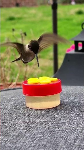 Aerial Marvels: Unveiling the Astonishing Flight Skills of Hummingbirds #shorts