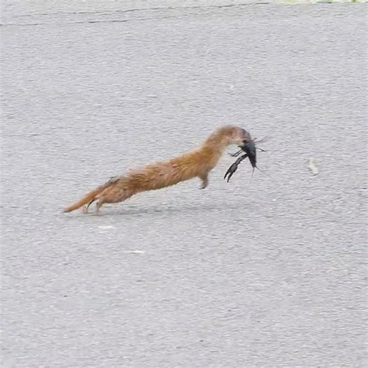 A Weasel Caught a Giant Crayfish!