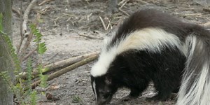 Cangambá: Características e Fotos – Mundo Ecologia