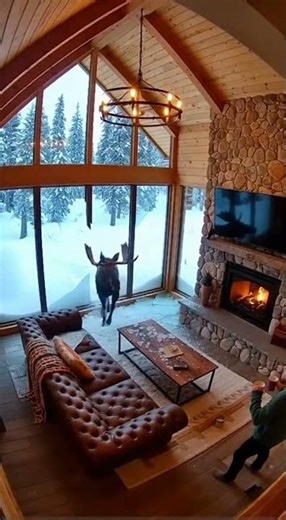 Moose Crashes Cabin Window