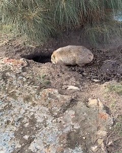 24K views · 1.4K reactions | Special Video Feature: Tiny seaside...