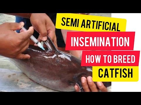 How to hatch catfish eggs easily - catfish breeding technique