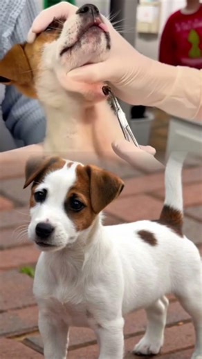 Dog Neck Botfly Removal | Satisfying Vet Treatment | Animal Rescue #animalrescue