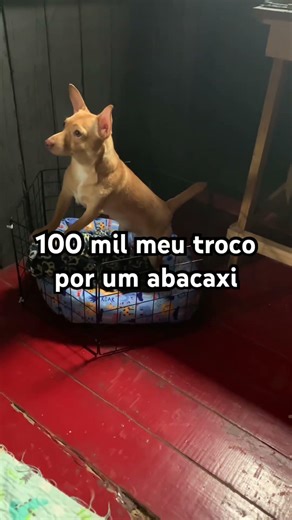 Bora bora kkk #shots #foryou #memes #experiements #pets #dog #views #viral #shorts #explore