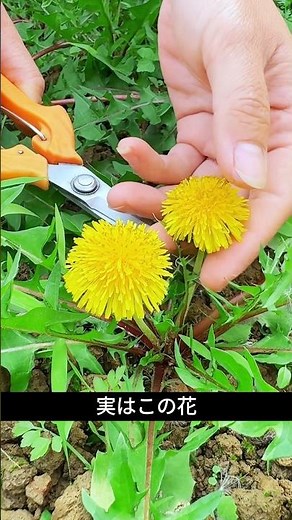 実は飲める…たんぽぽの花茶の作り方｜肌ケアにも良い春の野草茶