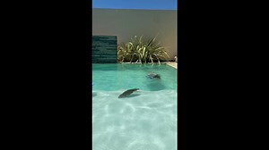 Capybara Swims in Pool