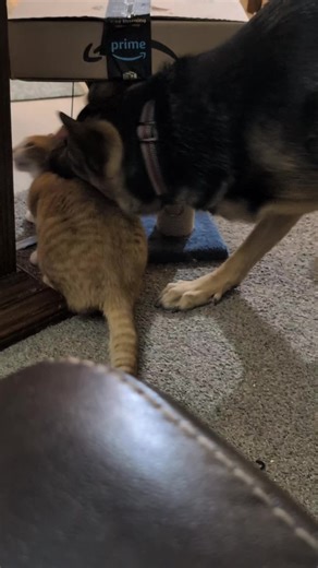 Playtime with German Shepherd and Orange Cat