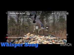 15 types of blue jay calls