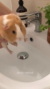🛁Guinea pigs can be given a bath every 3 months when it’s necessary🙆🏻‍♀️ @dindin.inparis #guineapigaccount #guineapigslife #iloveguineapigs #guineapigfamily #guineapiggiesofig #guinealove ##guineapigofig #guineapigsofig #guineapiglover #guineapigfun #guineapigcare #petreels #guineapigbaby #petbed #pettoys #smallpets #cutereels #guineapigposts101 #guineapigs #cutepets #petcare #guineadad #cuteanimals #petscupplies | GuineaDad