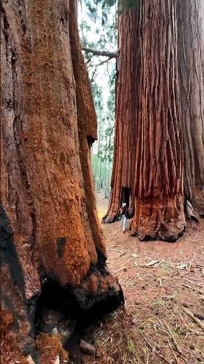 👇 Ultimate Guide to Sequoia National Park ➡️ Save this post so you can see the LARGEST trees on