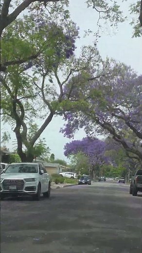 How Many Jacaranda Trees Does California Really Have? (The Answer Will Surprise You)