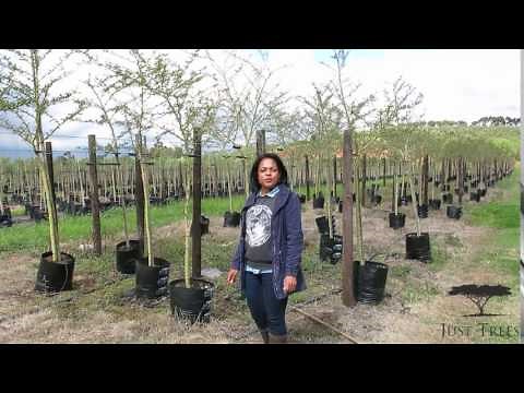 Just Trees: Acacia xanthophloea (Fever Tree)