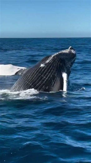 Making a BIG splash into the weekend! 💦🐋 Video by @oceanluvr4ever on 7/25