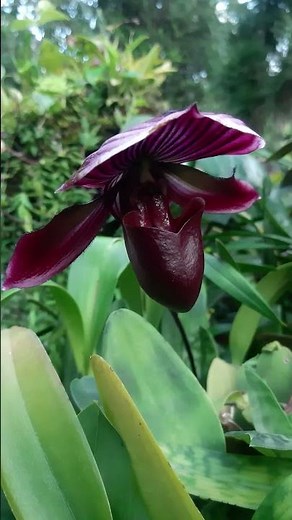 insectivorous plants collected during exposure visit at Singapore #shortvideo