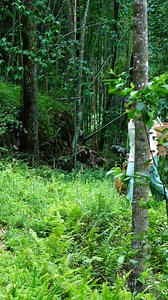 543K views · 8.9K reactions | After a gentle spring rain, tender bamboo shoots push through the soil ready to be harvested. Peeled by hand with care each bite carries the pure crisp taste of the season. A simple yet refreshing gift from nature! ✨ #SpringHarvestMagic #FreshFromNature #BambooDelight #TasteOfTradition #NatureOnYourPlate | Across Asia | Facebook