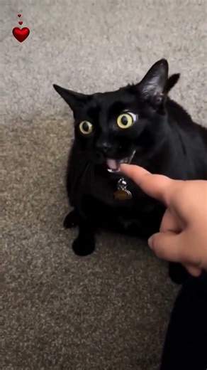 😻Funny cats. Cats are bullies! Cool video! #funnycat #cat #tricks #Incredible #bullies #short #cute