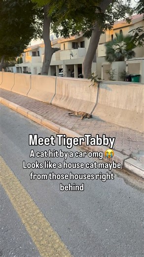 Dina Taji on Instagram: "Tabby Tiger had been quite settled after his thoracocentesis earlier today but hadn't eaten and was still quite obtunded from the concussion. This evening he suddenly developed epistaxis (nosebleed) and another pneumothorax. Despite my best efforts he suffered a cardiac arrest and I was unable to restart his heart. I expect he also had some cardiac contusions alongside the lung contusions."