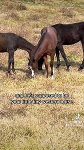 This should be interesting to watch😂🐴 | Katie Van Slyke