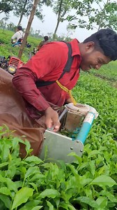 158K views · 492 reactions | Tea cutting machine | tea Harvester machine | tea plucking machine | 2 stock engine | single tea plucking machine | kisankraft tea plucking machine | tea leaf cutting machine | tea cutting machine price | tea leaves harvesting | battery tea cutting machine | japan tea cutting machine | kisan machine #shortsvideos #greetea #reels #teagarden #harvesting #farming #teatree #chai #treanding #ChaiPatti | Tea KingBlog | Facebook