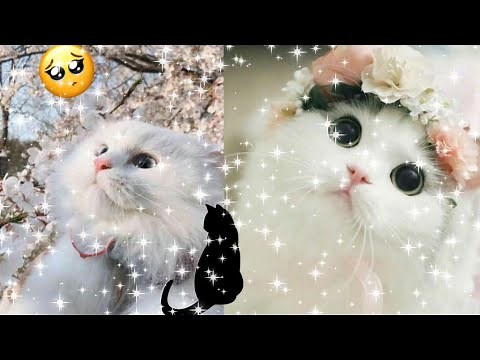 صور قطط كيوت 😻❤️