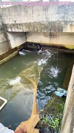 Netting Chaos: Why Letting Fish Leap Makes for Better Catches