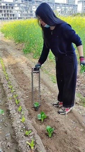 Effortless Veggie Planting Guide - Seedling Success for Beginners