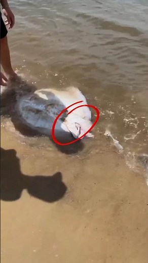 How Do Stingray Give Birth To Babies?