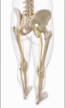 Comprehensive Physiotherapy Protocol for Sciatica