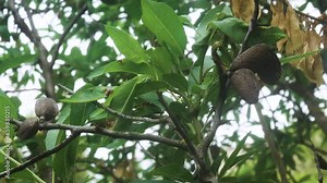Neglected garden. Old almond tree (Amygdalus communis). The pulp of the fruit fell off, and the almond stone remained on the branch