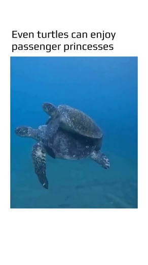 @earthspctr on Instagram: "While this may look like a turtle being a “passenger princess,” it is actually a fascinating example of phoresy – a biological interaction in which one organism hitches a ride on another for dispersal. In the wild, turtles often climb onto logs or even the backs of larger animals, such as alligators, to engage in thermoregulation. Because turtles are ectothermic, they rely on external heat sources to activate their metabolism and support digestion. Catching a ride can