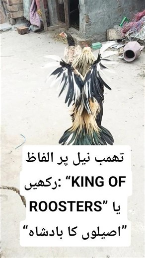 Aseel Java Rooster | World’s Most Powerful & Rare Fighting Chicken Breed