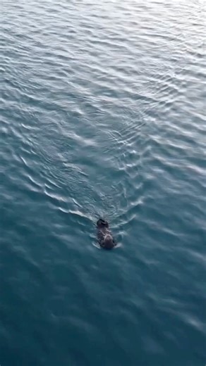 8.1K views · 200 reactions | Oh to be an otter floating in the waters of Alaska! 朗 • #SharingAlaska by @its_kris_fish •Tag us or #SharingAlaska to share your content! • #Alaska #wildlife #animallovers #otter | Sharing Alaska | Facebook