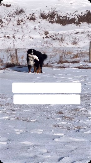 Bunsen, Beaker & Bernoulli on Instagram: "The Mooseleg Story. Some FAQS Q: Where did the mooselegs come from? A: From moose Q: Why can’t they have the legs A: Because they are disgusting rotting mooselegs Q: Do Moose lose their legs like antlers? A: If they lose their leg they def also lost their antlers as well Q: Is this common where you live A: It is not and it’s the worst"