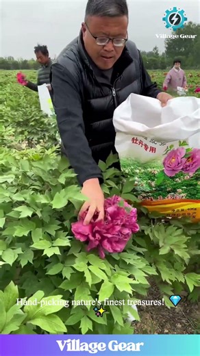 Harvesting GIGANTIC Peonies in the Heart of China!🌸Watch the Art of Flower Farming! #peony #flowers