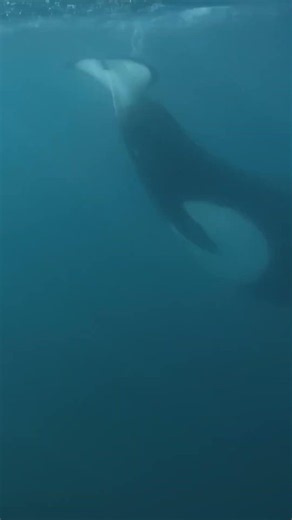 Why Even Great White Sharks Fear This Creature... | #apexpredator #orcawhale