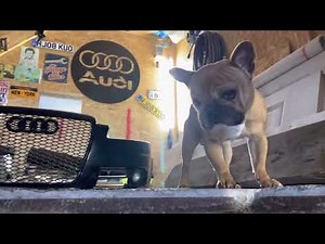 Disassembly of the alternator of the Audi A6 3.0 TDI