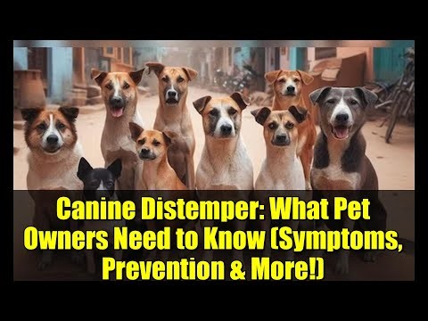 Canine Distemper: What Pet Owners Need to Know (Symptoms, Prevention & More!)