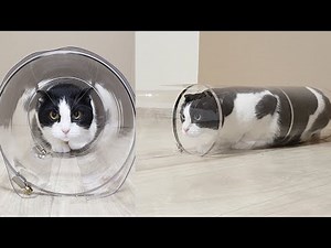 Narrowing Transparent Tube for the Cat. Go Through or Get Stuck?