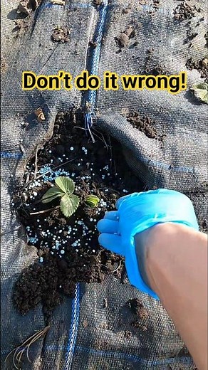 How to Fertilize Strawberries the Right Way 🍓