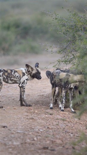 African wild dogs are truly one of the most incredible predators in the natural world. We absolutely love them ❤️ #paintedwolf #africansafariexperience #wilddogs #wildlifereels | All Out Safaris
