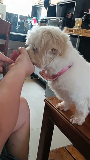 Teaching dogs tricks. #poodledogs #tricks #highlights