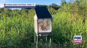 Robotic rabbits used to lure, combat invasive pythons in Florida