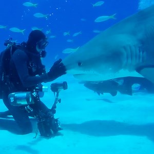 17M views · 59K reactions | This wild tiger shark has been greeting her favorite diver for 20 years — and after the pandemic separated them, she was SO excited to see him again 麗 | Soulmates | Facebook