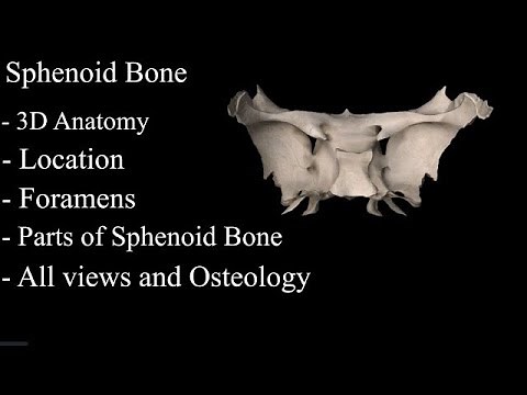 The Sphenoid Bone anatomy 3d osteology , bony features, anatomy of Sphenoid Bone, parts of Sphenoid