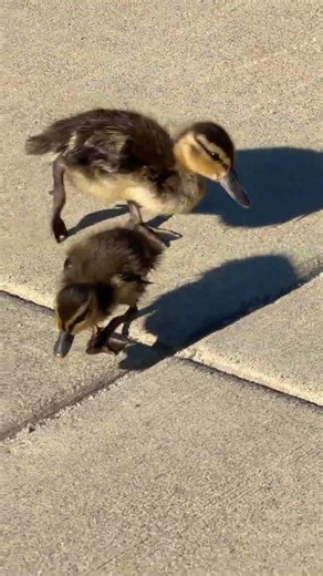 Baby Ducks go for a walk