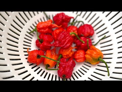 What To Do With Carolina Reapers World's Hottest Pepper