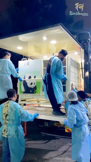 Welcome to Malaysia, dear Chen Xing and Xiao Yue!🐼🇲🇾✨ On 18 November 2025, we joyfully welcomed our new Giant Pandas, Chen Xing (male) and Xiao Yue (female), who arrived from the People’s Republic of China (PRC). Their presence highlights the close and meaningful diplomatic ties between Malaysia and the PRC. They will now spend a month in quarantine under the dedicated care of our skilled veterinarians and keepers, before meeting the public soon!🐼💖 Our heartfelt thanks go to everyone who he