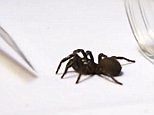 Incredible step-by-step guide on how to catch a FUNNEL WEB spider