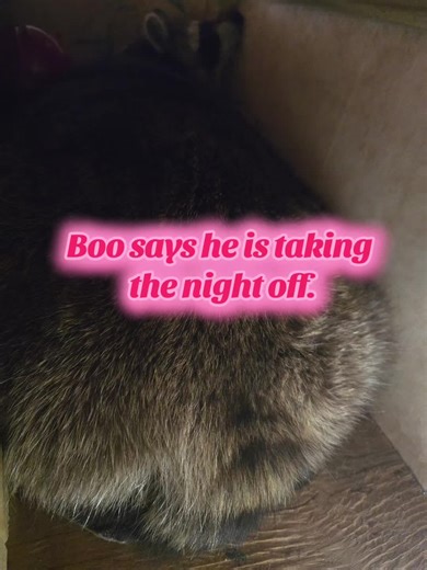 Baby Boo (@baby.boo793)’s video of boo the dog