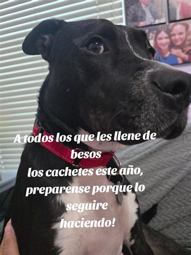 Sirius Black (@sirius.black9796)’s videos with original sound - Sirius Black